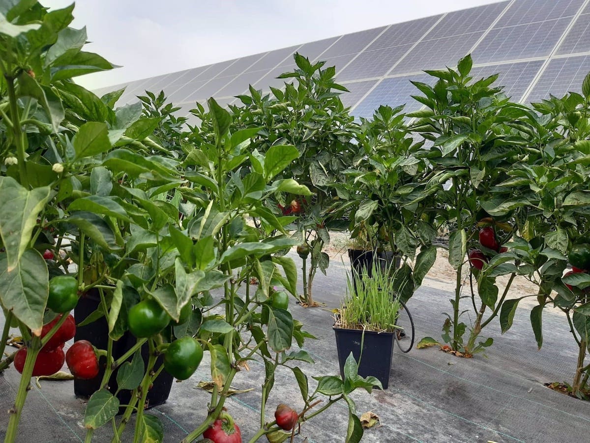 Agrovoltaica